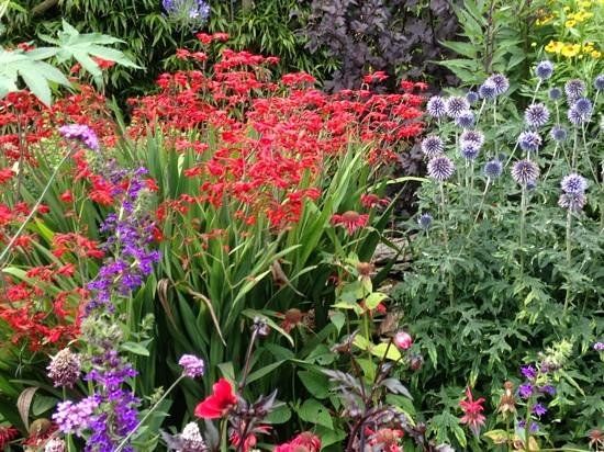 Poppy Cottage Garden