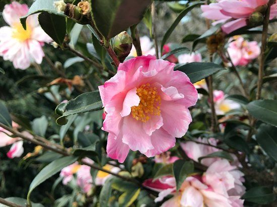 Botanische Garten Gambarogno