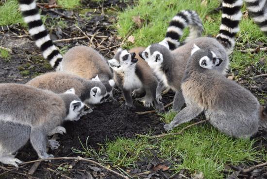 Landgoed Hoenderdaell