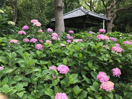 Fujinomori-jinja Shrine
