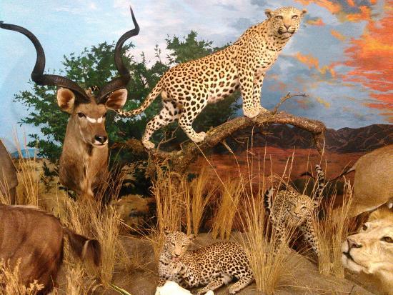 Sundre and District Pioneer Village Museum