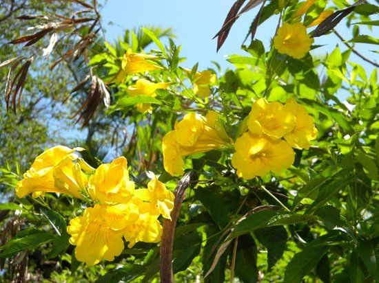 Ogrody Botaniczne Nassau