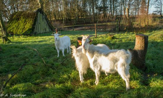 Museumsgarden Karensminde