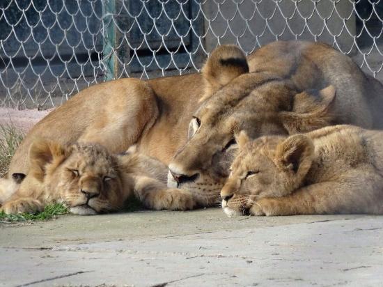Bogazici Hayvanat Bahcesi