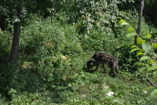 Haliburton Forest and Wild Life Reserve