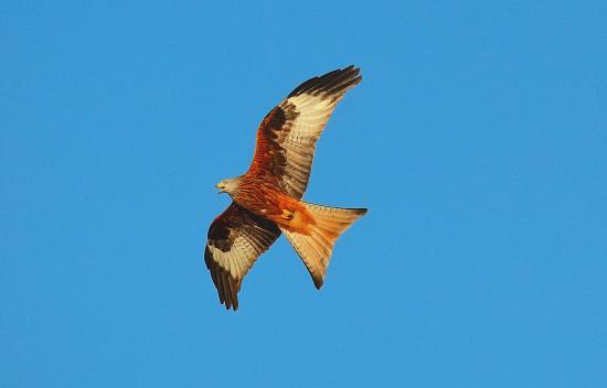 Tollie Red Kites RSPB Reserve