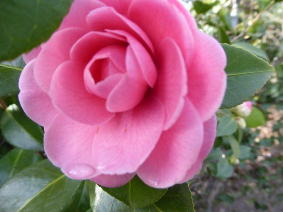 Camelia Park