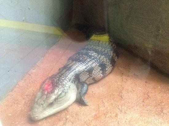 Reptilarium Reptilandes