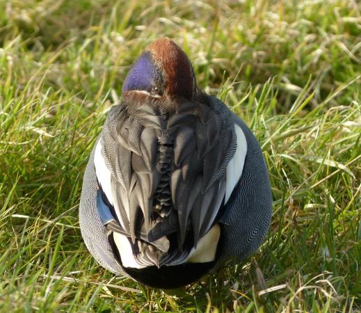 Sandwich Bay Bird Observatory Trust