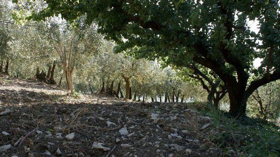 Institut du monde de l'olivier