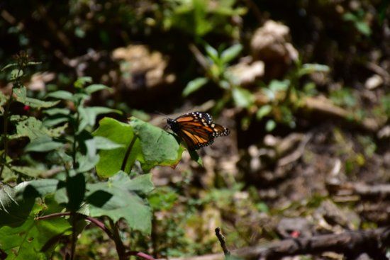 Sierra Chincua Butterfly Sanctuary