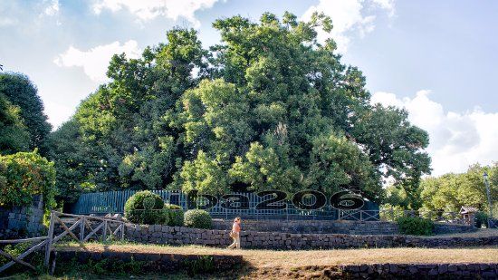 Castagno dei Cento Cavalli