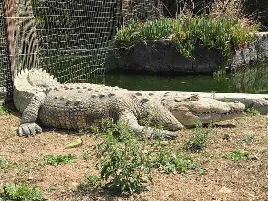 Parque Zoológico de Querétaro Wameru