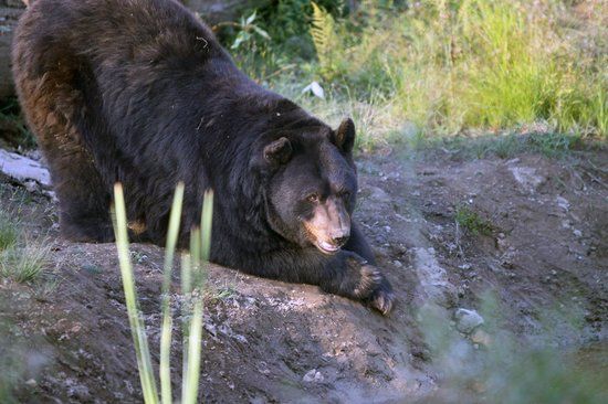 Zoológico de la Gran Vancouver