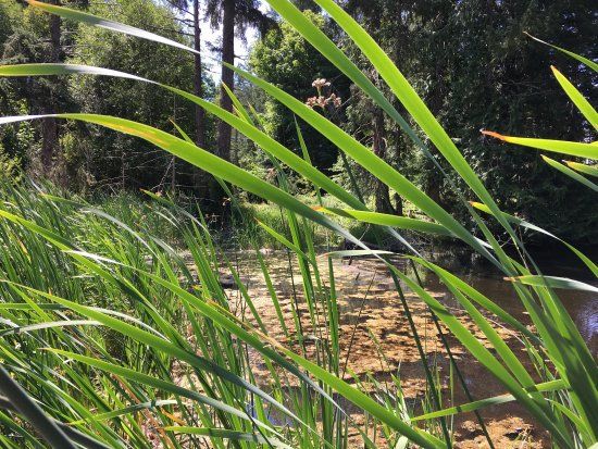 Iris Griffith Wetlands