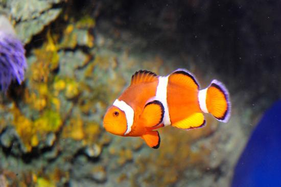 Aquarium de New York