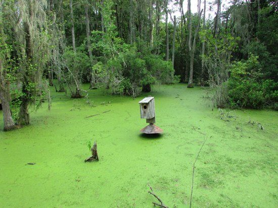 Audubon Swamp Garden