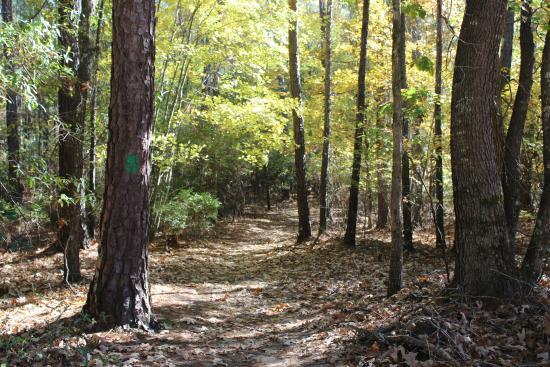 Harbison State Forest