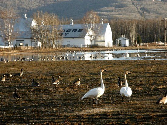 Creamer's Field Migratory Waterfowl Refuge