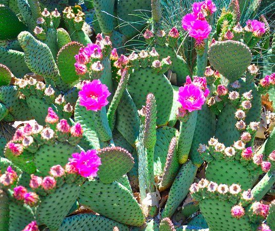 Idaho Botanical Garden