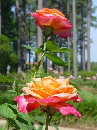 Gardens of the American Rose Center