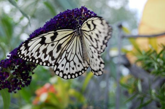 Wings of Mackinac Butterfly Conservatory