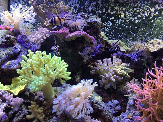 St. Lucie County Aquarium