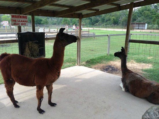 Old MacDonald's Farm