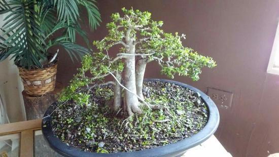 Central Texas Bonsai Exhibit at Jade Gardens