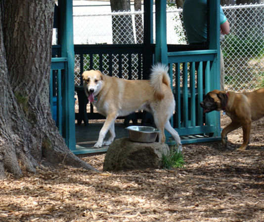 Kennebunk Dog Park