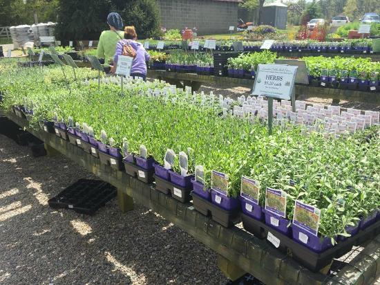 Lavender Fields Herb Farm