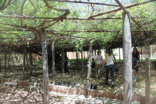 Rose Tree Museum and Books