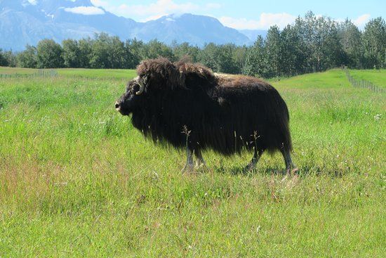 Musk Ox Farm