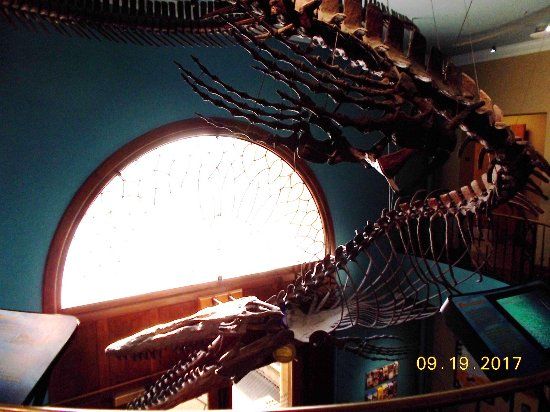 Biodiversity Institute & Natural History Museum