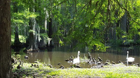 Swan Lake Iris Gardens