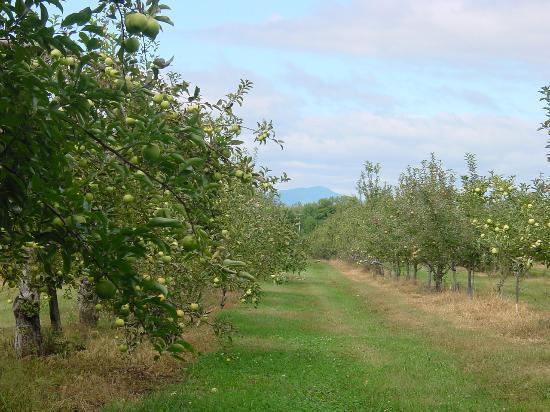 Taconic Orchards