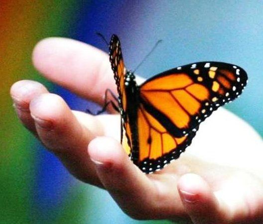 Bear Mountain Butterfly Sanctuary