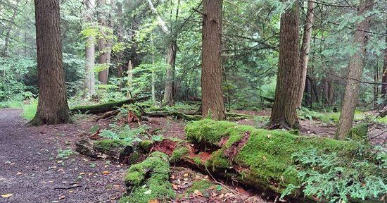 Hearts Content Scenic Area