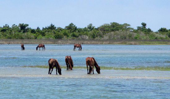 Cedar Island National Wildlife Refuge