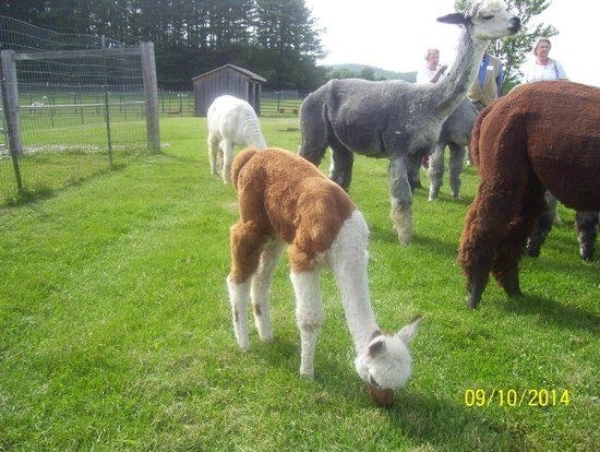 Maple View Farm Alpacas