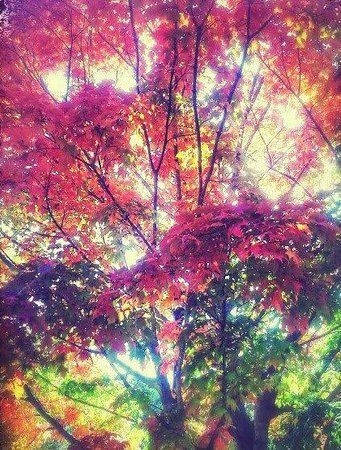 Kaplan's Woods Parkway