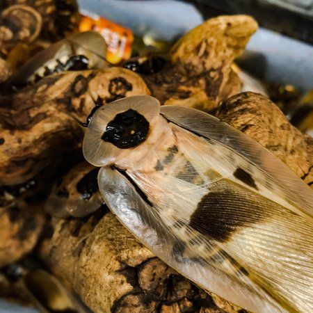 Bohart Museum of Entomology