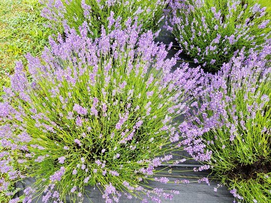 Fragrant Isle Lavender Farm & Shop