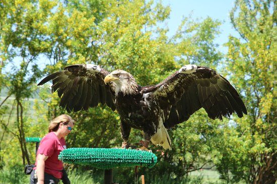 Teton Raptor Center