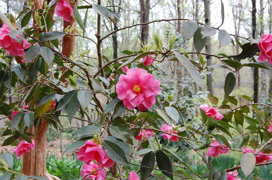 South Carolina Botanical Gardens