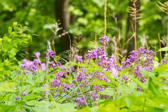 Fontenelle Forest Nature Center