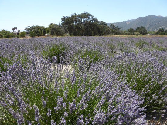 Andre Organic Lavender