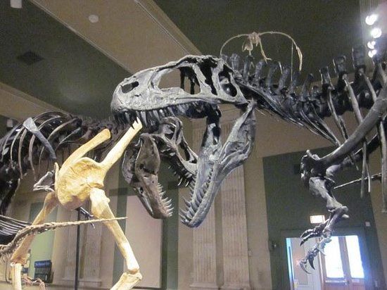 Dinosaur Discovery Museum