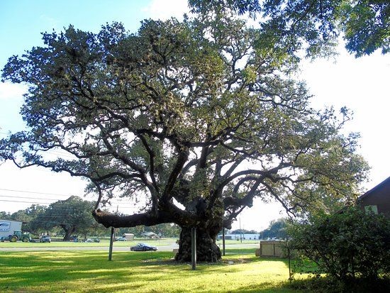Largest Live Oak in Texas