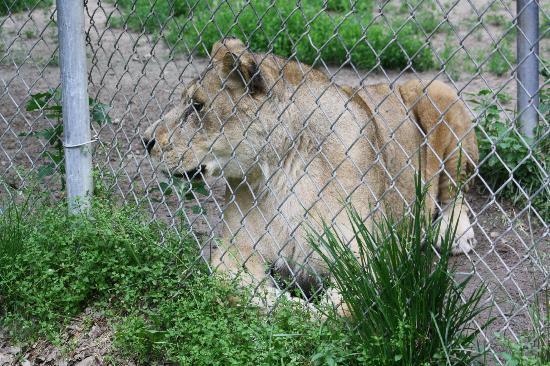 Wilderness Trails Zoo